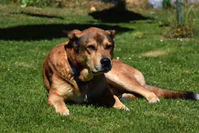 Portrait of dog relaxing on grass