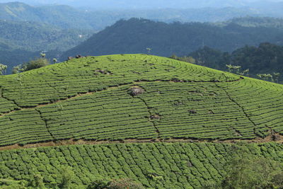 Scenic view of agricultural field