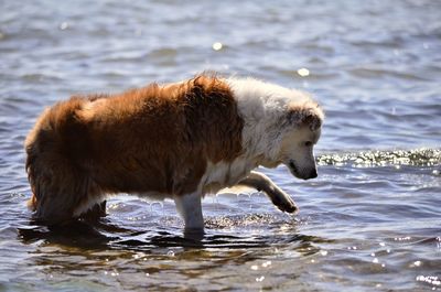 Dog in shallow water