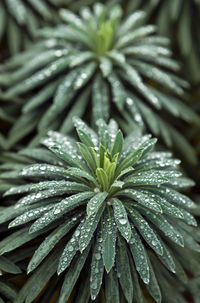 Close-up of dew drops on plant