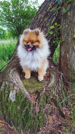 Portrait of dog sitting on grass