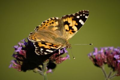 Close-up of butterfly on purple flower