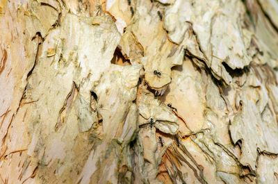 Full frame shot of tree trunk