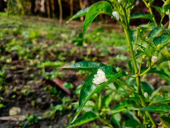 Small white asian chili flower close shot.