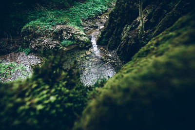 Scenic view of waterfall in forest