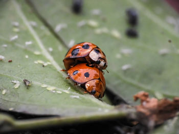 Close-up of ladybug on leaf