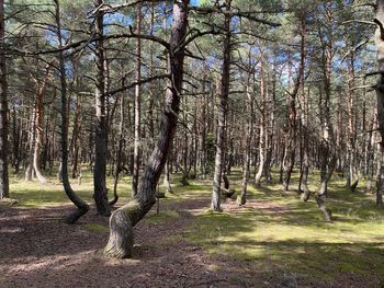 Trees on field in forest