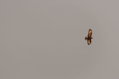 Low angle view of bird against clear sky