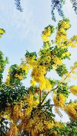 Low angle view of tree against sky