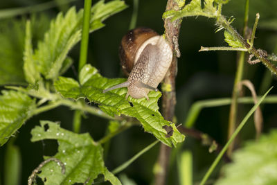 Close-up of snail on plant