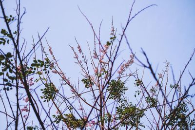 Low angle view of flowering plants against sky