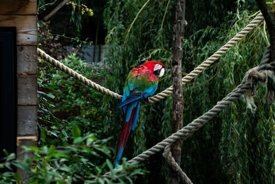 View of parrot perching on tree