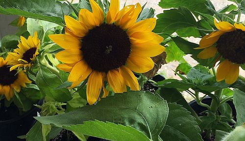 Close-up of sunflower blooming outdoors