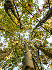 Low angle view of trees in forest