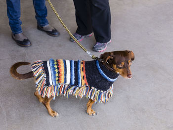 Cute short haired chocolate and tan standard dachshund wearing mexican style woollen colourful coat