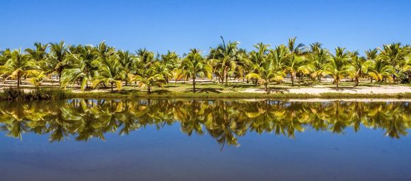 Reflection of trees in calm lake