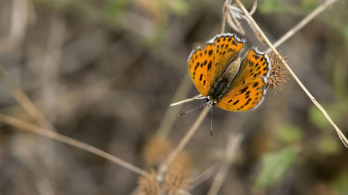 Butterfly on leaf