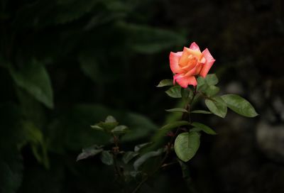 Close-up of pink rose