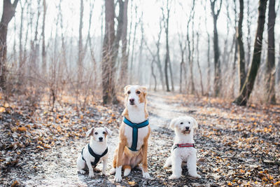 Portrait of dogs in forest during autumn