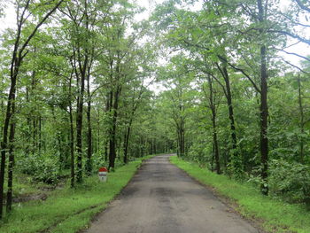 Road amidst trees in forest