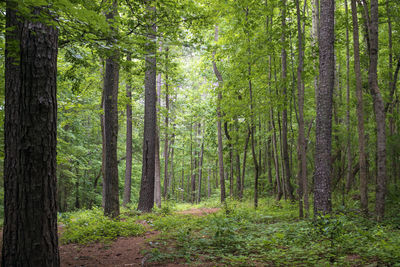 Trees in forest