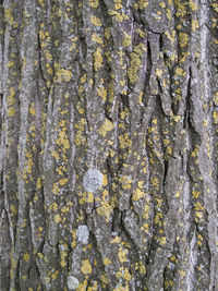 Full frame shot of tree trunk