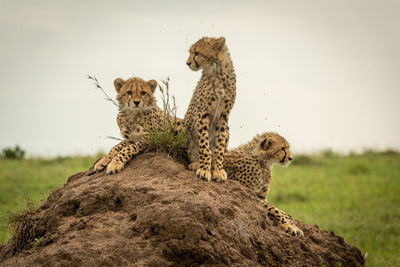 Three cheetah cubs looking around on mound