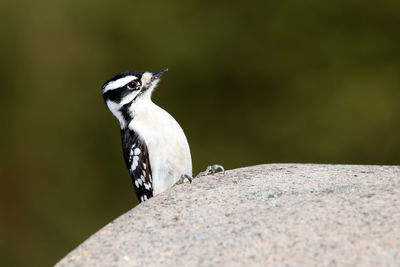 Close-up of woodpecker perching on rock