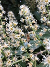 Close-up of succulent plant