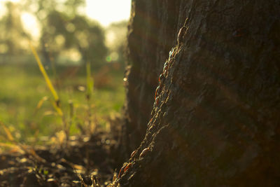 Close-up of tree trunk