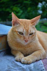 Portrait of cat sitting