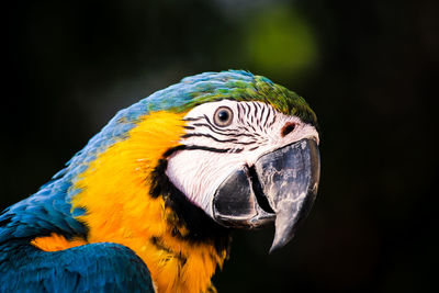 Close-up of a parrot