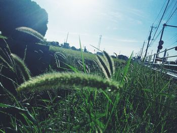 Close-up of plants on field