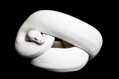 Close-up of snake against black background