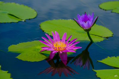 Lotus water lily in lake