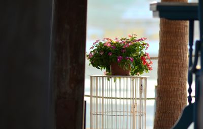 Close-up of flowers against blurred background