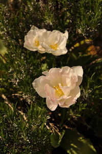 Close-up of white rose