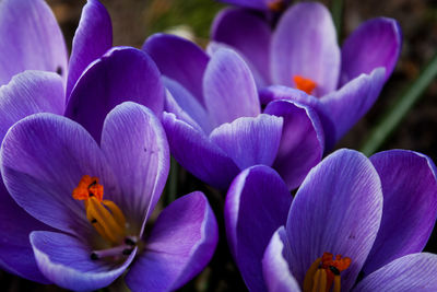 Close-up of purple crocus flowers