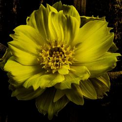 Close-up of yellow flower blooming outdoors