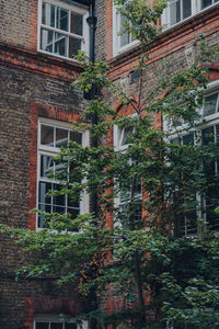 High angle view of trees and buildings in city