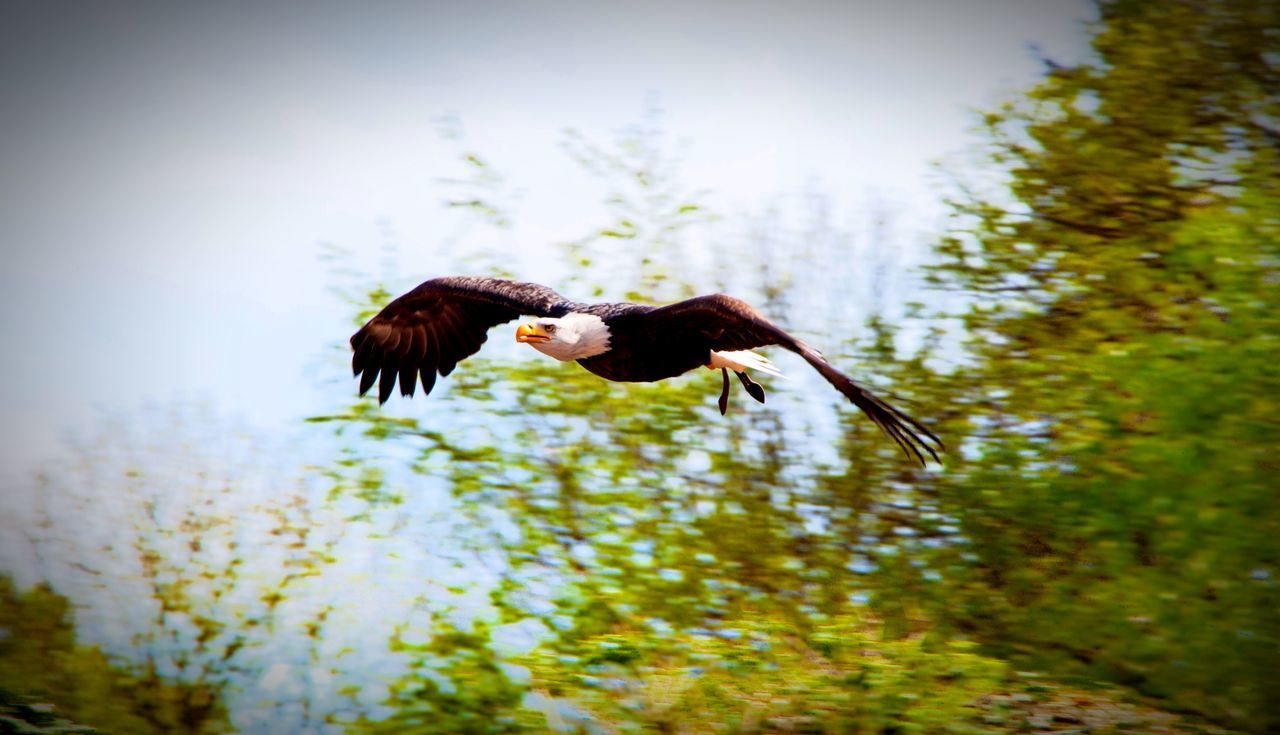 animal themes, one animal, animals in the wild, wildlife, full length, bird, tree, nature, side view, spread wings, beauty in nature, mid-air, low angle view, outdoors, day, flying, zoology, selective focus, two animals, forest