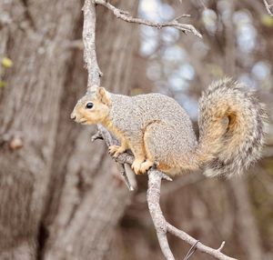 Close-up of squirrel on tree