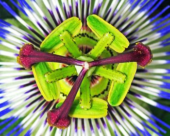 Close-up of flower