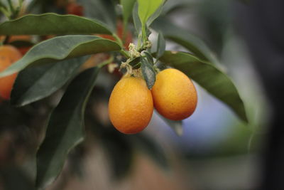 Close-up of fruits on tree