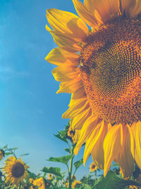 Close-up of yellow sunflower against sky