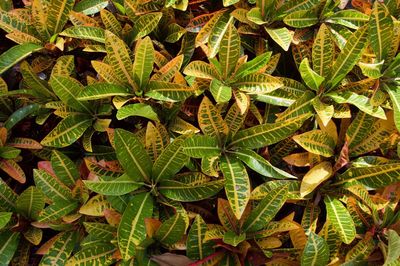 High angle view of plants growing on field