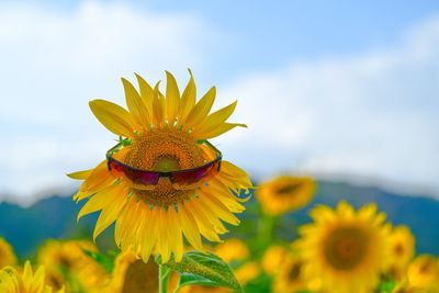 Close-up of sunflower against sky