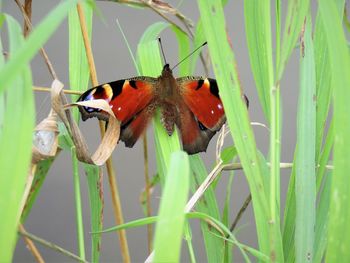 Close-up of butterfly on grass