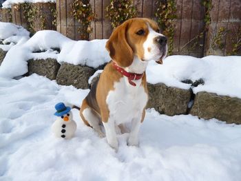 Dog sitting on snow