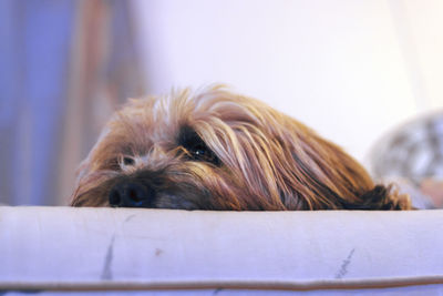Close-up portrait of dog